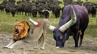 Lion King Almost lost Their lives Because They dared To Hunt Fierce Buffaloes - Lion vs Giraffe