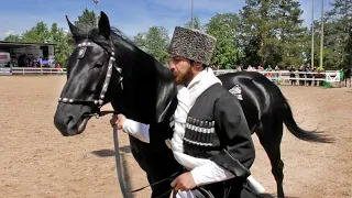 Лошади КАБАРДИНСКОЙ породы /Ринг Созвездие Шагди #ИППОсфера 2021