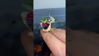 The Rise of My New Pet Mantis #shortvideo #viral #nature #animals #instagram #india #jungle #birds