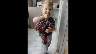 Виноград и виноградарь Дона