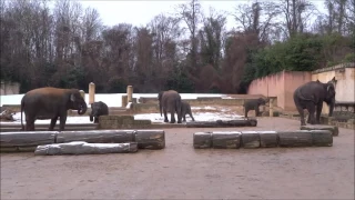 Elefanten im Erlebnis-Zoo Hannover geben ein Konzert