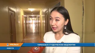 ТАРАКАНЫ В СТУДЕНЧЕСКОМ ОБЩЕЖИТИИ