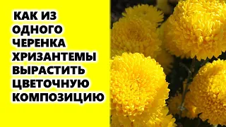 Як з одного живця хризантеми виростити цілу галявину хризантем