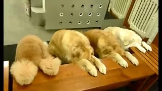 Funny Discipline Dogs Praying Before Eating Videos Compilation || NEW