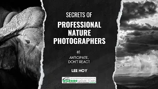 Secrets of Professional Nature Photographers #1 (Anticipate Don't React)