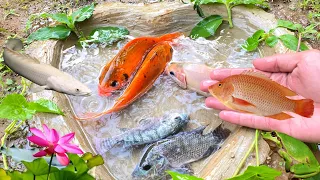 Catch Ornamental Fish, Catfish, Goldfish, Cheffish, Koi Fish, Tiger Fish, Lemon Fish, Betta Fish