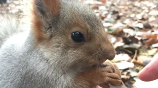 Ручная белка грызет грецкий орех