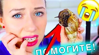 ЧТО ТО СЛУЧИЛОСЬ С УЛИТКОЙ ИЛИ РОЖАЕТ BABY - УЛИТКА НЕ ЕСТ | Elli Di Pets