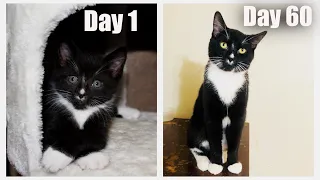 Day 1 to 60: Growing Up New tuxedo Kitten Choco l CrazyCatish