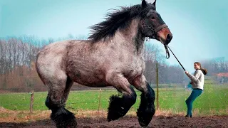 OS MAIORES E MAIS PODEROSOS CAVALOS DO PLANETA QUE VÃO TE IMPRESSIONAR - DOCUMENTÁRIO DUBLADO