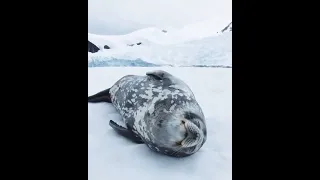 A Weddell seal vocalizing while sleeping in Antarctica.