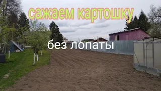 Посадка картофеля мотоблоком под плуг