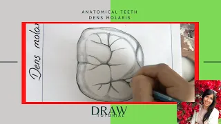 Drawing teeth tutorial - the most important features of the molar - first molar - maxilla