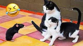 New Funny Animals 😂 Funniest Cats and Dogs Videos 😺🐶 Part 17