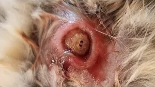 Huge Botfly Maggot Extracted From Kitten's Neck (Part 49)