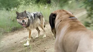 Dog Breeds Tha Could Defeat Wolves