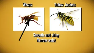 What's the difference between bees and wasps?