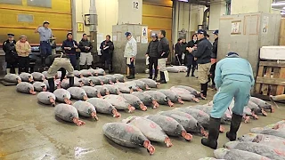 Tsukiji Fish Market Bluefin Tuna Auction Tokyo Japan