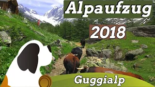 Alpaufzug Guggialp 2018| Montée à l'alpage|Cattle drive