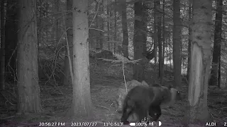 European Brown Bear (ursus arctos arctos) at the Western Rhodope mountains in Bulgaria.