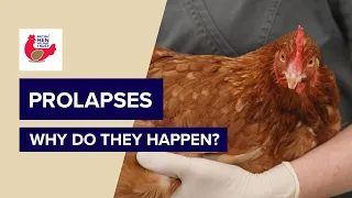 British Hen Welfare Trust | Hen Health | Prolapses