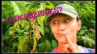 How to Identify Elderberries~