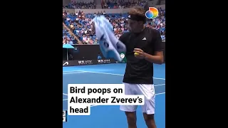 Bird poops on Alexander Zverev’s head during Australian Open match against Michael Mmoh