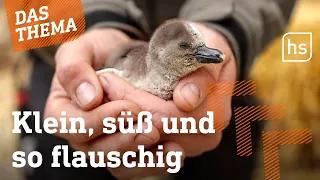 Pinguin-Zucht: Hessens Zoos leisten wertvolle Arbeit I hessenschau DAS THEMA