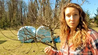 What you MUST KNOW on How to Start an Orchard & Grow Your Own Fruit