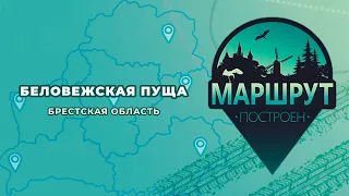 "Маршрут построен" в Беловежскую пущу