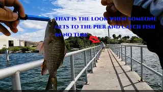 Fishing this Tampa Bay Florida Underrated Pier!!