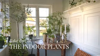 #2 Take care of the indoor plants | Decorate your room with plants