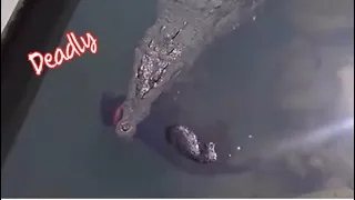 Top 8 DEADLY Crocodile Attacks