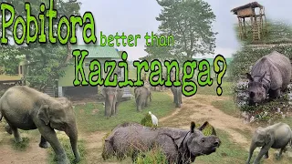 Pobitora Wildlife Sanctuary vs Kaziranga National Park: One-horned Rhinos | Elephants | Safari