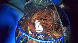 Hoop netting for Lobster at Dana Point, California