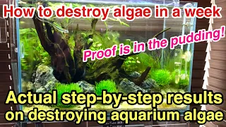 How to destroy your aquarium algae in a week「Proof is in the pudding!」ADA Natureaquarium,plantedtank