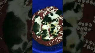 Pertumbuhan Anak Kucing Anggora dengan Kucing Kampung - Dari Hari 1 sampai Hari Ke 30