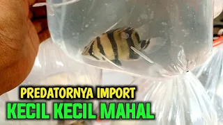 MANTAP..!! STOK IKAN PREDATORNYA || DATS IMPORT DILAPAK SI BARON