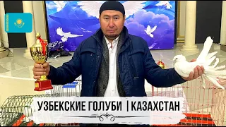 Узбекские голуби Талгата Пашекеева г. Арысь, Казахстан 🇰🇿 Usbekische Tauben