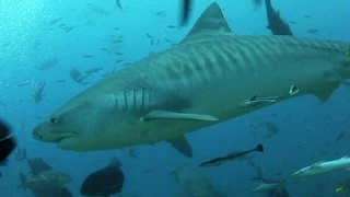 Fiji 2010, Scuba Diving with a 16ft Tiger Shark