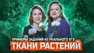 ТКАНИ РАСТЕНИЙ | Разбор заданий о растительных тканях из ЕГЭ-2024 по биологии