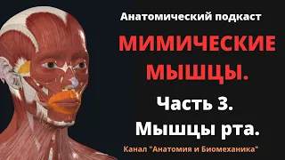 Мимические мышцы. Мышцы лица. Часть 3. Мышцы рта.