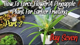 How To Force Flower A Pineapple Plant For Earlier Fruiting | Part 2  | Day 7