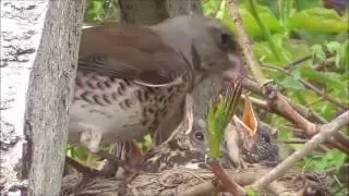 Amazing Bird's Nest Footage of Fieldfare Mother and Chicks