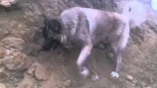 Caucasian Shepherd dog Bombora