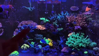 #159 Щоденник рифу: Чому коралам зле, літні відключення і трохи про кришку-каркас