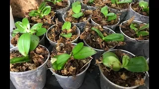 Phalaenopsis Orchideen aus in-vitro Kultur pikiere - Baby-Orchideen - Alles über Orchideen #24