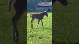 This Baby Horse Wants To Play!🥰 #shorts #horses #foal #babyanimals #babyhorse