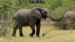 The elephant king of kalahari