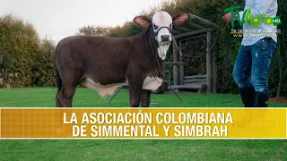 La Asociacion Colombiana de Simmental y Simbrah- TvAgro por Juan Gonzalo Angel Restrepo